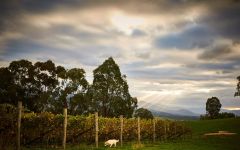 Yeringberg Winery Winery Dog, Goldie Winery Image