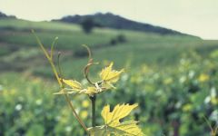 The Seeker France Vineyard Winery Image