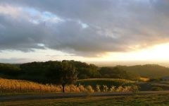 Calluna The Vineyards in Chalk Hill Winery Image