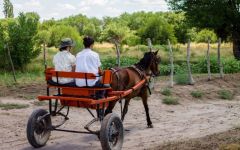 Tilia Carriage in La Vend Winery Image