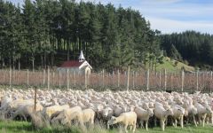 Clos Henri Sheep at Clos Henri Winery Image