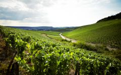 Domaine Louis Michel et Fils Winery Image