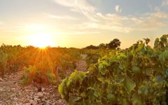 Chateau Mont Thabor Winery Image