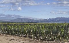 Bodini Winery Image