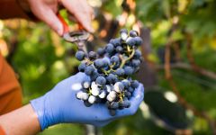 Rutherford Vintners Winemaker checking on Cabernet grapes Winery Image