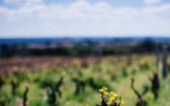 Chateau du Moulin a Vent Chareau du Moulin a Vent Vines Winery Image