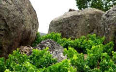 Comando G Rumbo al Norte Winery Image