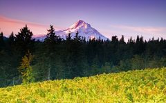 Phelps Creek Wines Winery Image