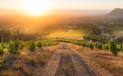 Klein Constantia Sunrise over Cape Town Winery Image