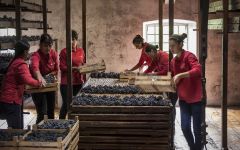 Bertani Drying Racks Winery Image