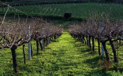 Alexakis Vineyard in the Heraklion Prefecture Winery Image