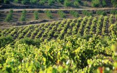 Evodia Garnacha Vineyards in Altea Winery Image