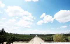 RJ Vinedos RJ Viñedos Los Sauces Vineyard Winery Image