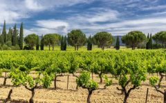 Mi Mi en Provence Winery Image