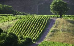 Domaine Jean Foillard  Winery Image