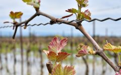 Arrogant Frog Vineyards Winery Image