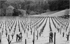 Carne Humana Historic Napa Valley Vineyard site Winery Image