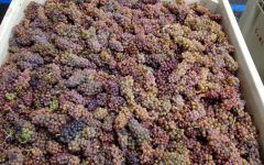 Carlisle Compagni Portis just Picked Winery Image