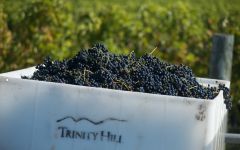 Trinity Hill Trinity Hill Grapes Winery Image