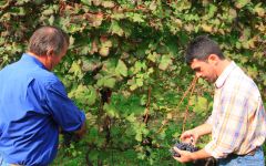 Fratelli Alessandria Harvest at Fratelli Alessandria Winery Image