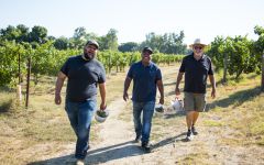 Klinker Brick Steve, Joe, & Chris in Vineyard Winery Image