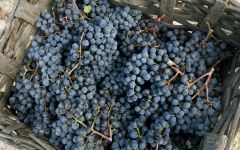 Paolo Conterno Paolo Conterno Grapes Winery Image