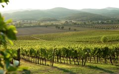 Sassoregale The Estate in Grosseto, Maremma Winery Image