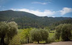 Inglenook Winery Image