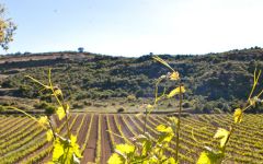 La Antigua Winery Image