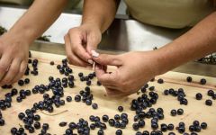 Monteverro Monteverro Grape Sorting Winery Image