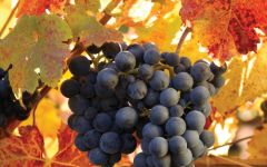 Montes In the Montes Vineyard Winery Image