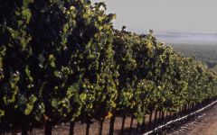 Champ de Reves Drip Irrigation Winery Image