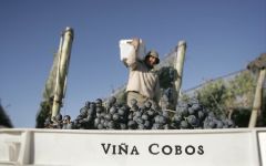 Vina Cobos Harvest Winery Image