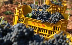 Piccini Piccini Harvest Winery Image