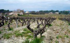 Domaine Tempier Winery Image