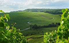 Charles Heidsieck Traditional Champagne Model Winery Image