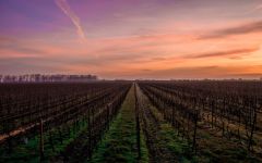 Adelina Wines Winery Image
