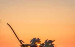 Petite Sirene Winery Image