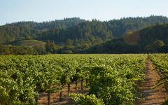 Robert Mondavi To Kalon Vineyard Winery Image