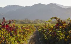 Trentadue Autumn in Wine Country Winery Image