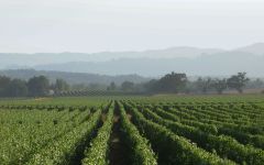 Brass Tacks Winery Image