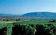 Amizade Godello Vineyards near the city of Verin Winery Image