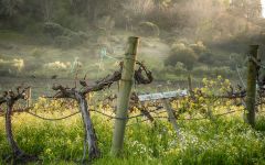 Blue Rock Vineyard Cabernet Sauvignon Vineyard Block Winery Image