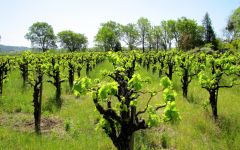 Predator Lodi, a Central Valley appellation Winery Image