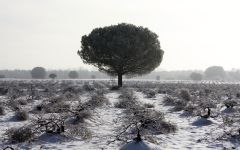 Garciarevalo Vineyards during a snowy winter. Winery Image