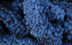 Bodega Chacra Pinot Noir Clusters Winery Image