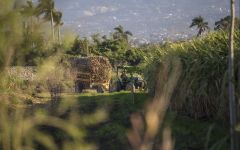 Rhum Barbancourt Barbancourt Estate Sugar Cane Field Winery Image