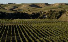 Oyster Bay Oyster Bay Vineyards in Hawke’s Bay Winery Image