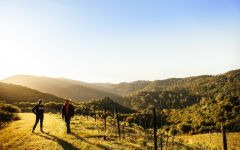 Forlorn Hope The Rorick Heritage Vineyard Winery Image