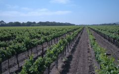 Acacia Sangiacamo Vineyard Winery Image